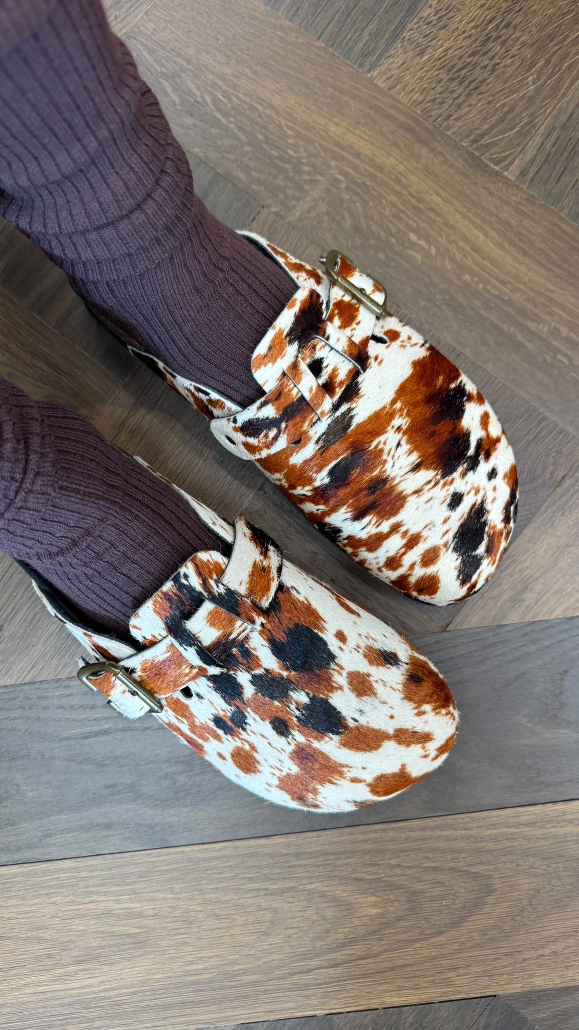 MULE IN CAVALLINO COW